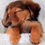 artist image Marjaavaan Instrumental Calm Songs for Your Pets - Calming Music for Pet Cat or Dog, Gentle Sounds to Relax and Calm Down