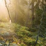 artist image 8D Deeper (Sub) Ambient Relaxation (Loopable)