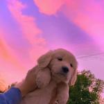 artist image Yagih Mael Mood (Lofi) (Slowed Version) Mood (Slowed / Lofi) - Single