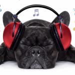 artist image Deep Sleep Music Collective Deep Sleep Piano Music Dog Music: Calm and Soothing Music for Dogs and Pet Relaxation