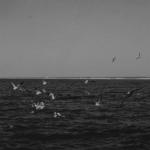 album image Sodus Barrow