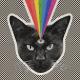 Never Shout Never - Black Cat