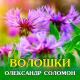Олександр Соломон - Волошки