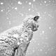 Mikedbeatsbyd - Gigi Hadid / Grizzly Bears