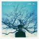 Tom Speight - Willow Tree