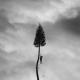Manchester Orchestra - The Alien