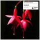 CID, Anabel Englund - Use Me Up
