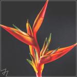 album image Havana Havana - Single