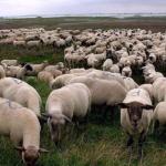 album image Oracle Grey Sheep