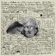 Terapia Familiar - Animal X