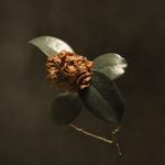 album image GotItBad Young Sick Camellia