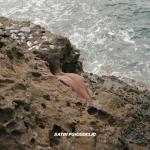 album image Mornin Dew Satin Psicodelic