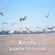 Singing Birds Zone - Красивая фоновая музыка