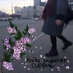 album image ///голосовые сообщения//// Когда зацветёт сирень