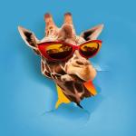 album image JAMBO Jambo - Single