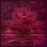 album image Black Storm Garden of Storms