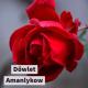 113  dowlet amanlykow  toy gu - 113  dowlet amanlykow  toy gu