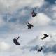 Giant Rooks - Very Soon You'll See