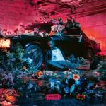 album image N'y pense plus Fleur froide