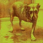 album image Grind Alice In Chains
