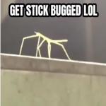 album image Get Stick Bugged LOL Get Stick Bugged LOL - Single