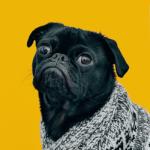 album image Club Soda Dog (Oh My God A Dog) - Single