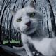 Shahyn feat. Samer - Bestek Now