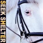 album image Dear Saint Cecilia Seek Shelter