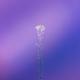 Ghost and Pals - Wildflower