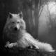 Pawl D Beats - White Wolf Spirit