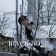 MSMV, SByD - Rose