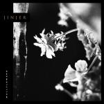 album image Vortex Wallflowers