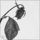 DJ Cyber T, Ed Sheeran - Bad Habits (Bachata Remix) - (vk.com/bachata__music)