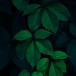 album image Leaves