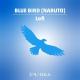 Collosia - Blue Bird (From "Naruto")
