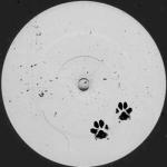 album image Who Let The Dogs Out (feat. EVALINA) Who Let the Dogs Out (feat. EVALINA) - Single