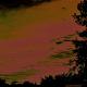Eastern Cedar - Palou Ave