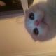♡｡✧ - Dancing Cats - Go Kitty Go! +
