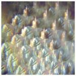 album image Shut Eye Into the Diamond Sun