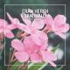 Eran Hersh, SANDHAUS - The Words