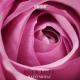 Hayit Murat - Your Love