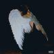Isabel LaRosa - HEAVEN (lyrics)