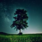 album image The Lonely Tree The Lonely Tree Corecore Nichetok - Single