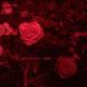 Nigh† †errors - FRAUNHOFER DIFFRACTION - Cure