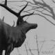 Agalloch - A Desolation Song
