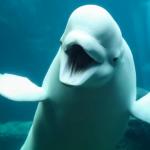 poster BELUGA BELUGA