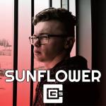 poster Sunflower Sunflower