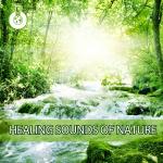 poster Прогулка в лесу Healing Sounds of Nature