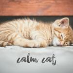 poster Carnaval de Paris (Stadium Radio Edit 2002) White Noise to Calm Your Cat, Alleviate Stress, & Help Anxiety in Pets