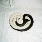 poster YIN YANG YIN YANG